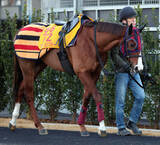 「【リヤドダートスプリント】ガビーズシスターは単走で上々の切れを披露　森一調教師「これで仕上がった」」の画像1