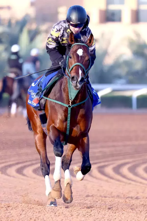 【１３５１ターフスプリント】パンジャタワーは上々の伸び脚　橋口調教師「去年勝ったアスコリピチェーノも同じローテ」