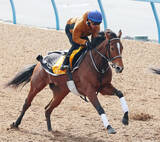 「ステイヤーズＳで牝馬３９年ぶりＶのホーエリート　直行で天皇賞・春の予定　ダイヤモンドＳ５着からの巻き返し狙う」の画像1