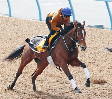 ステイヤーズＳで牝馬３９年ぶりＶのホーエリート　直行で天皇賞・春の予定　ダイヤモンドＳ５着からの巻き返し狙う