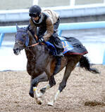 「【中山記念】重賞２勝の中山の舞台に替わって本領発揮だ！レーベンスティール　田中博調教師「今回も落ち着きはカギ」」の画像1