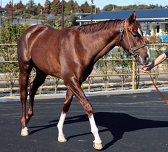 【注目馬動向】京成杯勝ち馬のグリーンエナジーは皐月賞へ参戦が決定