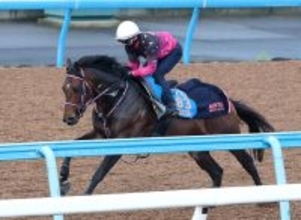 【ダービー卿ＣＴ】シリウスコルトはダイナミックな動きで好調アピール　田中勝調教師「折り合い面も大丈夫」