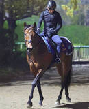 「【１９日の注目・小倉６Ｒ】芝スプリント王者の半弟が砂でデビュー　既走馬相手に勝った兄に続くか」の画像1