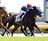 「【２９日の注目・新潟９Ｒ】１億５０００万円馬にＧ１馬の弟など　良血３歳馬が秋の飛躍をかけ激突」の画像1