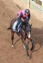 【鳴尾記念】ウエストナウがＣＷコースで抜群の伸び脚　佐々木調教師「気持ちが乗っているから反応が良かった」