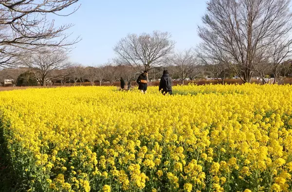 福岡・国営海の中道海浜公園で菜の花畑が見頃　３月上旬まで楽しめる