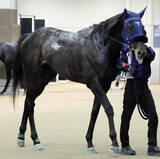 「【スプリングＳ】今週も手塚久厩舎だ！良血アウダーシアがリアライズシリウス＆ギリーズボールに続きクラシック出走狙う」の画像1