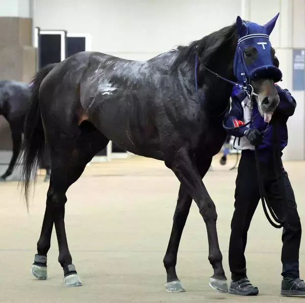 【スプリングＳ】今週も手塚久厩舎だ！良血アウダーシアがリアライズシリウス＆ギリーズボールに続きクラシック出走狙う