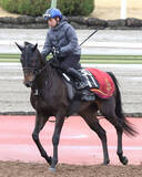 「【スプリングＳ】直線の短い中山向きの機動力が魅力!アスクエジンバラ、賞金を加算し皐月賞からダービーへ」の画像1