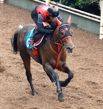 【北九州記念】フリッカージャブは坂路でバネを感じさせる脚取り　西園調教師「秋にはＧ１で頑張ってもらいたいと思っている馬」