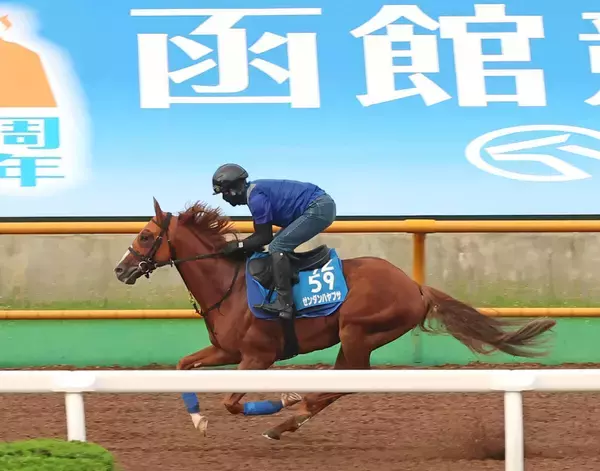 【札幌記念・１週前】ゼンダンハヤブサは異例の転戦にも活気あり　陣営「栗東にいるより、カイバ食いはいいぐらい」