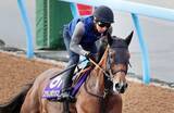 「まさかの最下位に終わったＧ１馬にファン悲痛「メンタルが心配」「身も心も戦績も…」　新潟記念のステレンボッシュ」の画像1
