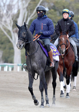 【朝日杯ＦＳ】母がＧ１馬の良血スペルーチェ　宮田調教師「楽しみをもって挑戦」