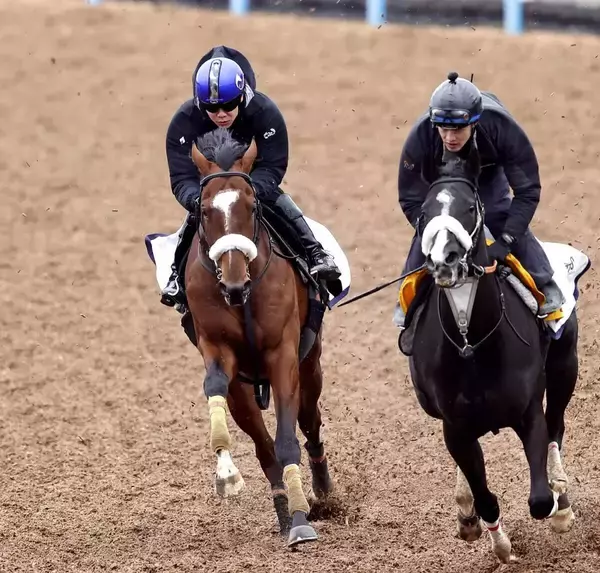 【報知杯弥生賞・特選有力馬チェック】タイダルロックは買うべき？クロワデュノールを叔父に持つ良血馬