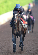 【ヴィクトリアＭ】新コンビ西村淳也騎手とクイーンズウォークは息ピッタリ！　３週連続騎乗し「１週、１週状態も上がっています」
