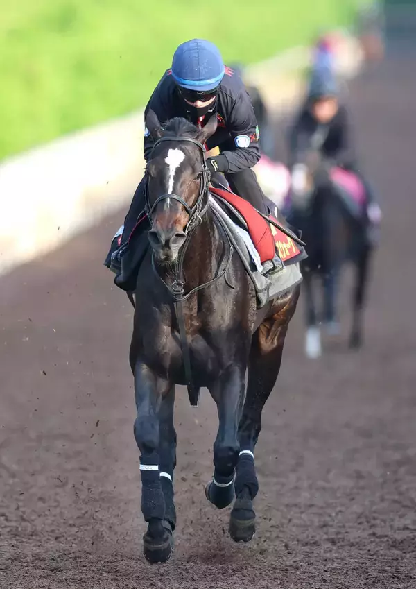 【ヴィクトリアＭ】新コンビ西村淳也騎手とクイーンズウォークは息ピッタリ！　３週連続騎乗し「１週、１週状態も上がっています」