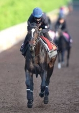 【ヴィクトリアＭ】新コンビ西村淳也騎手とクイーンズウォークは息ピッタリ！　３週連続騎乗し「１週、１週状態も上がっています」