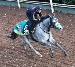 【京都２歳Ｓ】父も母も４代母もＧ１馬！　血統からはこの舞台がピッタリ　馬券的に買いなのはサトノアイボリーだ