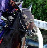 「【京都記念１週前】９か月ぶりの復帰戦ヘデントール　太田助手「これで一段上がってくれれば」」の画像1