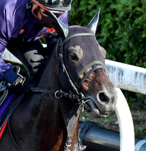 【京都記念１週前】９か月ぶりの復帰戦ヘデントール　太田助手「これで一段上がってくれれば」