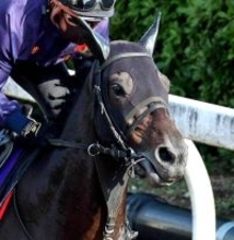 【京都記念１週前】９か月ぶりの復帰戦ヘデントール　太田助手「これで一段上がってくれれば」