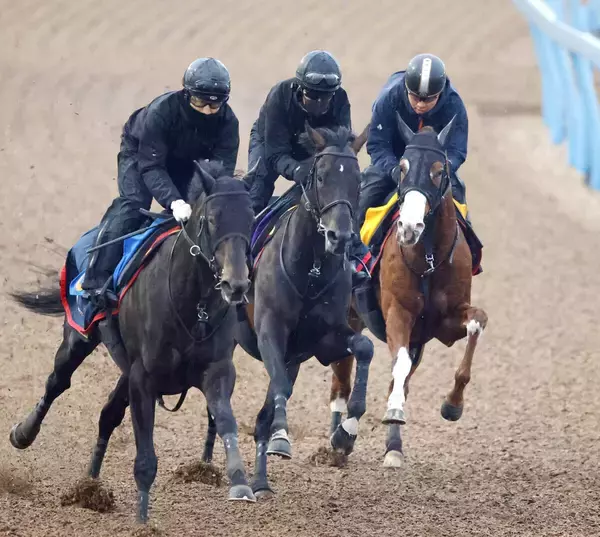 【京都記念】長期休養明けの春の天皇賞馬ヘデントールは３頭併せで楽々併入　陣営「一段階良くなった」
