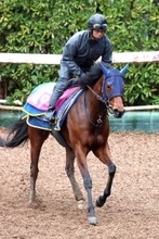 【報知杯ＦＲ】小柄だが切れるテイエムスティールが抽選突破　高橋一調教師「しまいは確実に脚を使ってくれます」