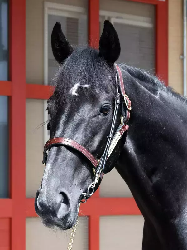 【皐月賞】きさらぎ賞Ｖのゾロアストロ　最終追い切り前日は坂路で調整　宮田調教師「トモの張り」を強調