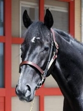 【皐月賞】きさらぎ賞Ｖのゾロアストロ　最終追い切り前日は坂路で調整　宮田調教師「トモの張り」を強調