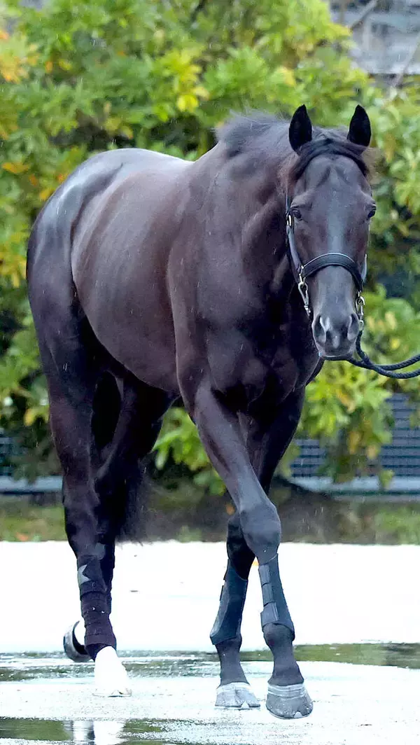 「【大阪杯】「バッチリ絶好調」と斉藤崇調教師は笑み　クロワデュノールは坂路をゆったりと駆け上がり万全の態勢」の画像