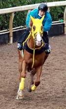 ２２年菊花賞＆有馬記念で２着のボルドグフーシュが引退　右前肢屈腱炎発症のため