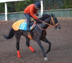 【ダービー卿ＣＴ】初マイルのケイアイセナは好調キープ　平田調教師「前走と同じぐらいの状態にある」