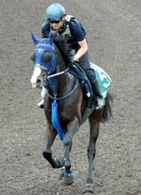 【香港・ＱＥ２世Ｃ】週中の雨の影響は？手塚久調教師が自ら歩いて芝コースを確認　これまで８戦良馬場のマスカレードボール