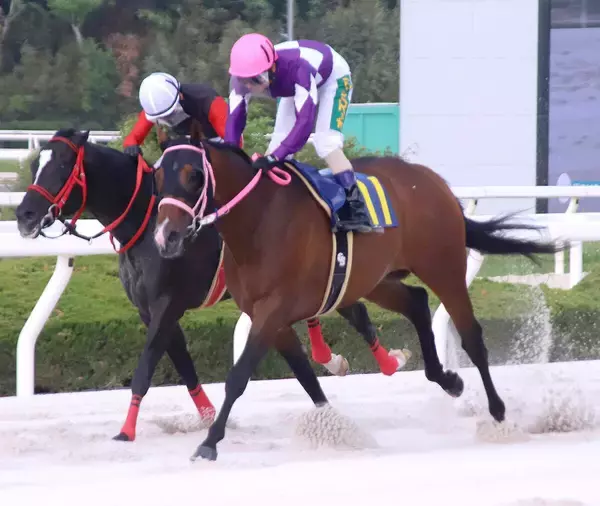 【園田競馬】ＪＲＡ８戦未勝利のワンダーブリングが地方移籍で覚醒！　１０連勝を達成し下原理騎手「負けたら何と言われたことか…」