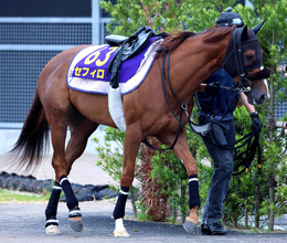 【注目馬動向】セフィロは態勢が整わず安田記念を回避　シリウスコルトが出走可能に