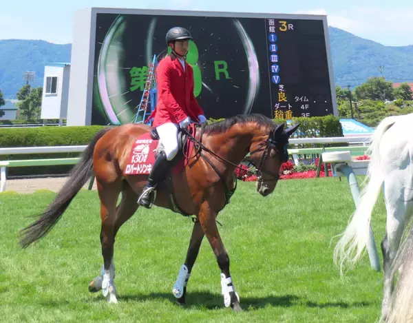 癒やしパワーは函館でもトップレベル！誘導馬２年目のロバートソンキー　けなげに職務全うする姿には感動すら覚えます