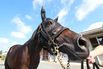 日曜中山競馬場の注目激走馬…中山１１Ｒスプリンターズステークス・Ｇ１