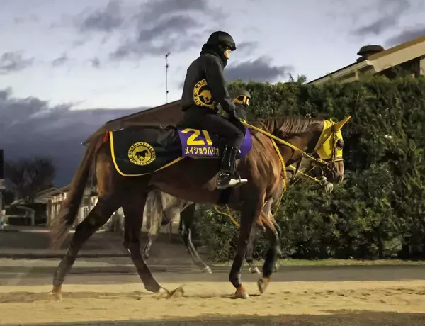 【チャンピオンズＣ】メイショウハリオは抜群の出来でラストランへ　陣営「プラス１０キロくらいで」
