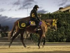 【チャンピオンズＣ】メイショウハリオは抜群の出来でラストランへ　陣営「プラス１０キロくらいで」