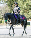 「【注目馬動向】ホープフルＳ勝ち馬のロブチェンは共同通信杯から始動　春は皐月賞、日本ダービーへ向かう王道ローテ」の画像1