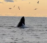 「千葉県外房にクジラ、マグロ、アシカ出現！！クジラは１２月から長期滞在中！！」の画像1