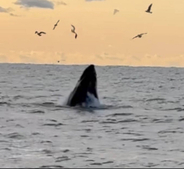 千葉県外房にクジラ、マグロ、アシカ出現！！クジラは１２月から長期滞在中！！