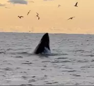 千葉県外房にクジラ、マグロ、アシカ出現！！クジラは１２月から長期滞在中！！