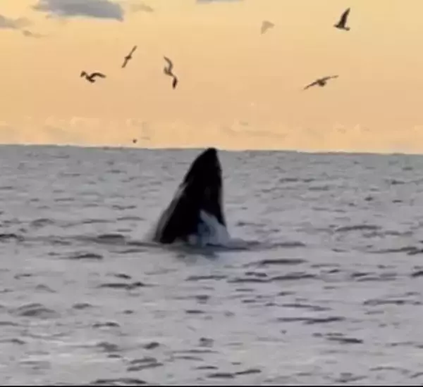 千葉県外房にクジラ、マグロ、アシカ出現！！クジラは１２月から長期滞在中！！