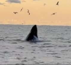 千葉県外房にクジラ、マグロ、アシカ出現！！クジラは１２月から長期滞在中！！