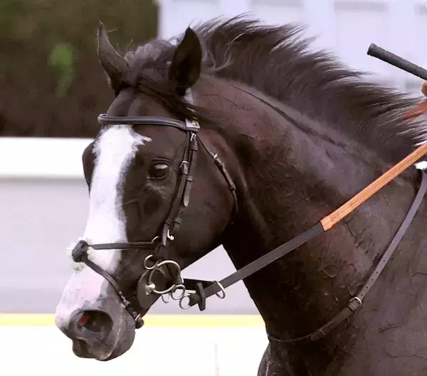 【注目馬動向】アブダビゴールドＣ制覇のシュトラウスは再び海外へ　香港Ｇ１に登録