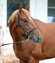 【しらさぎＳ】「競馬場の雰囲気に…」と陣営が前走を振り返るエコロアルバ　唯一の３歳馬として古馬撃破へ