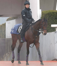 【１１日の注目・京都７Ｒ】大物候補ラヴェニューが帰ってきた！　初戦で５馬身差Ｖ＆２戦目４着も先着許した３頭がすごかった…