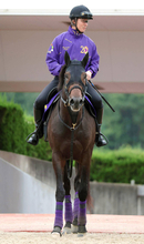 【注目馬動向】競馬でもショウヘイが海を渡る？　復帰戦は川田将雅騎手でアメリカＪＣＣに決定　春の大目標は国内外の２択
